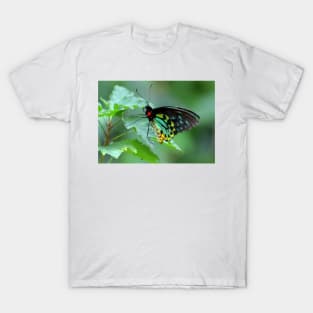 The Cairns Birdwing T-Shirt